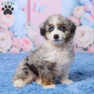 Banjo, Mini Aussiedoodle Puppy